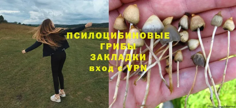 OMG ТОР  Высоцк  Псилоцибиновые грибы Psilocybe  купить наркоту 